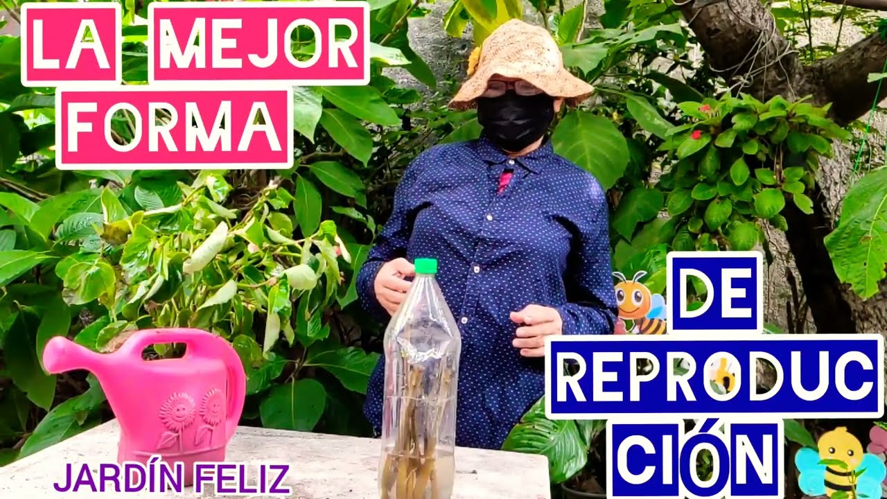 El Resultado después de 10 días de reproducción de adelfa #jardinfeliz #Mejorformadereproducir