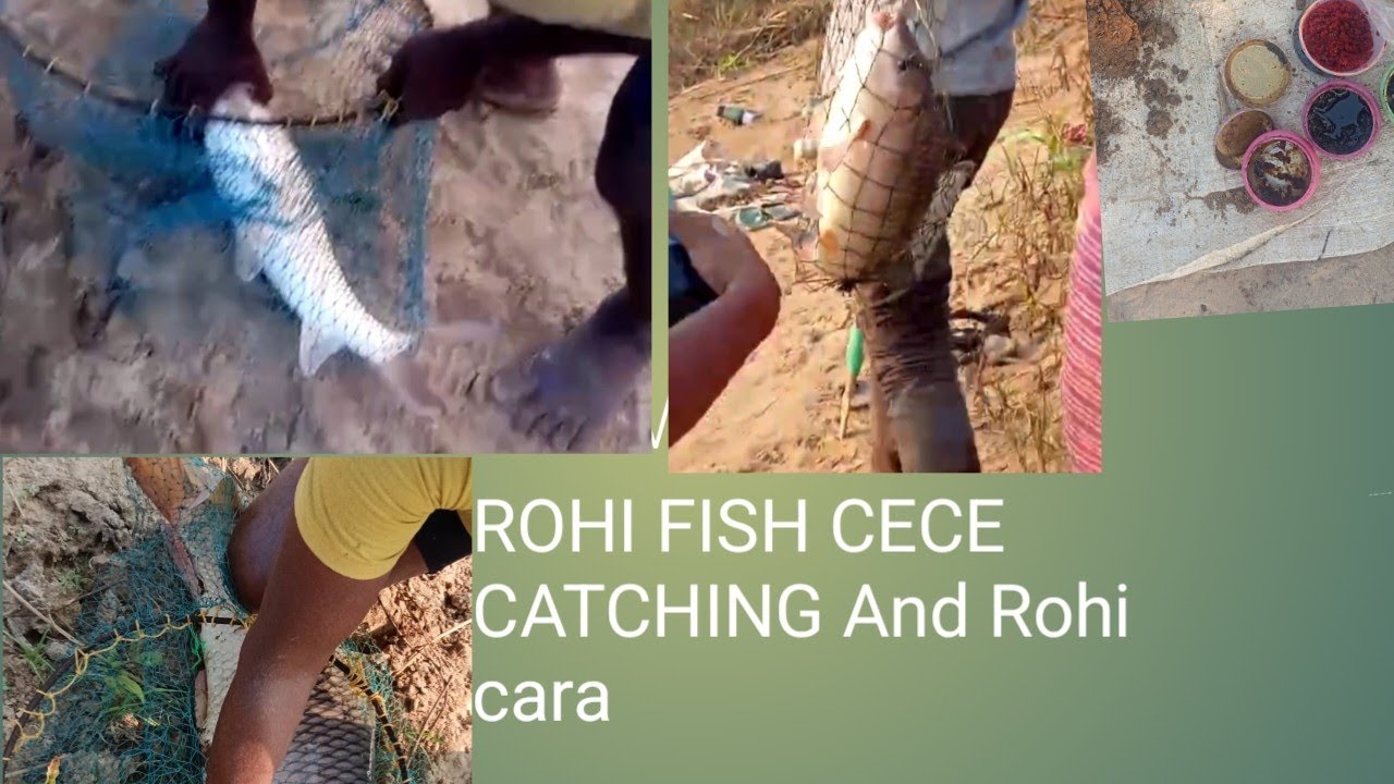ROHI FISH CECE CATCHING And Rohi fish catching tarika # rohi macha dhara mati cara