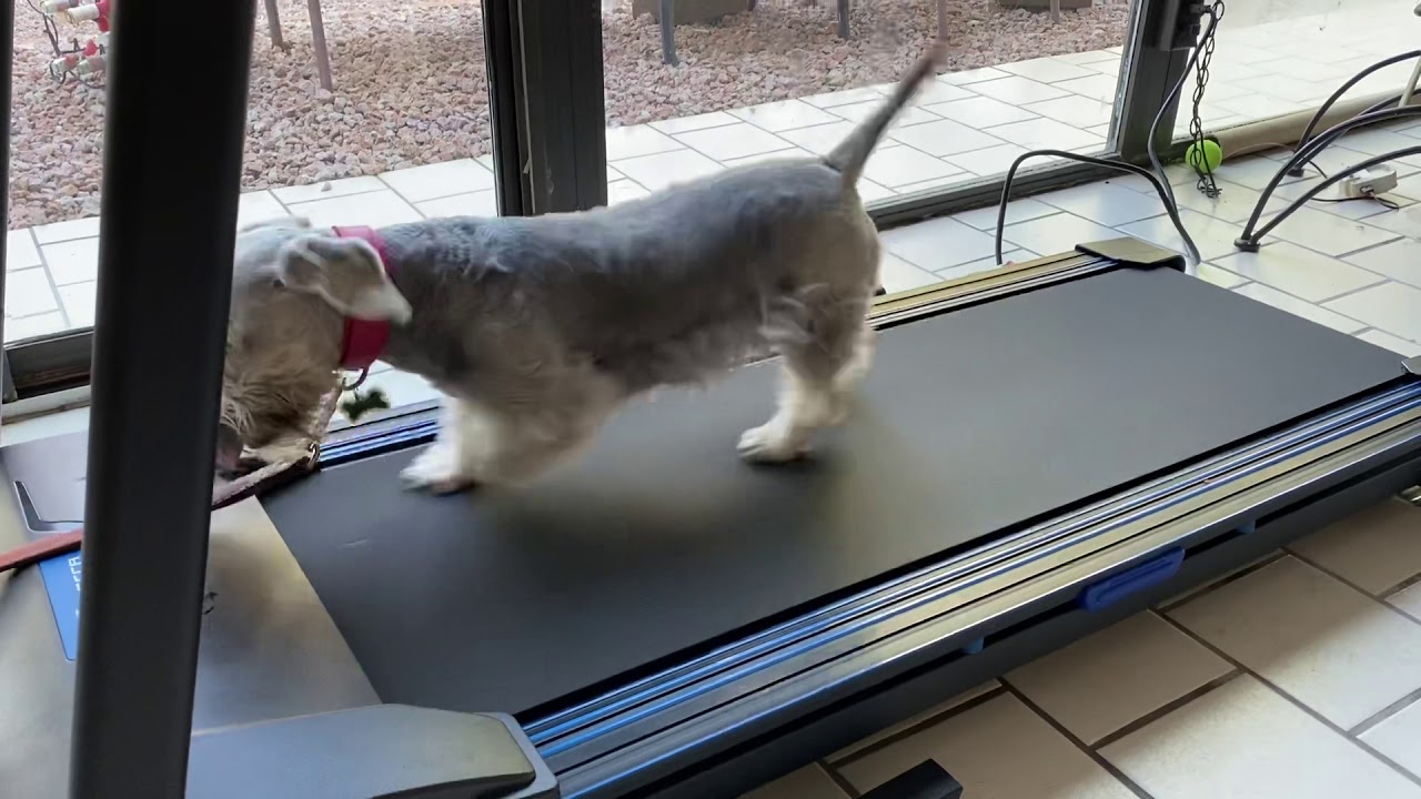 Paradise valley dog training &ldquo;k9katelynn.com&rdquo; teaches Dilly Dilly  ( cesky terrier) /the treadmill!