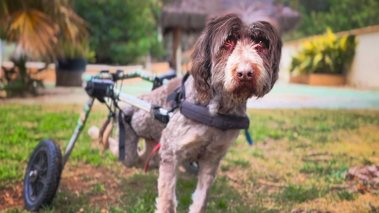 Dickens: A Life on Wheels