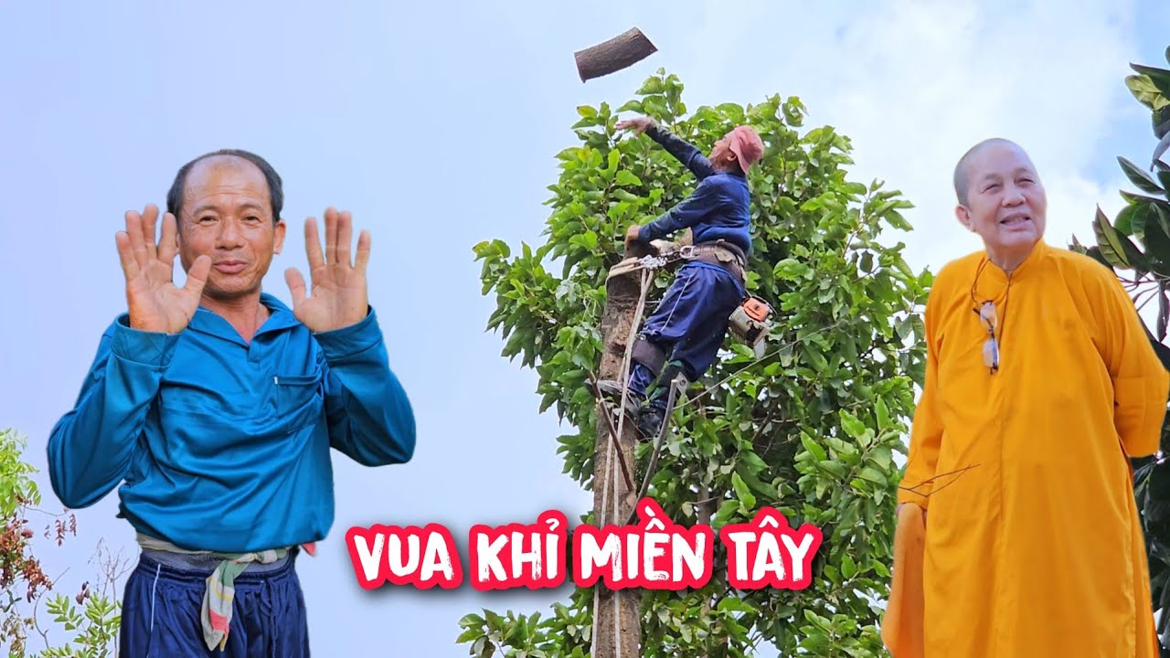 Vua Khỉ cưa nhiều c&acirc;y Sao Dầu nằm trong nh&agrave; ở B&igrave;nh Dương (Cũ) 