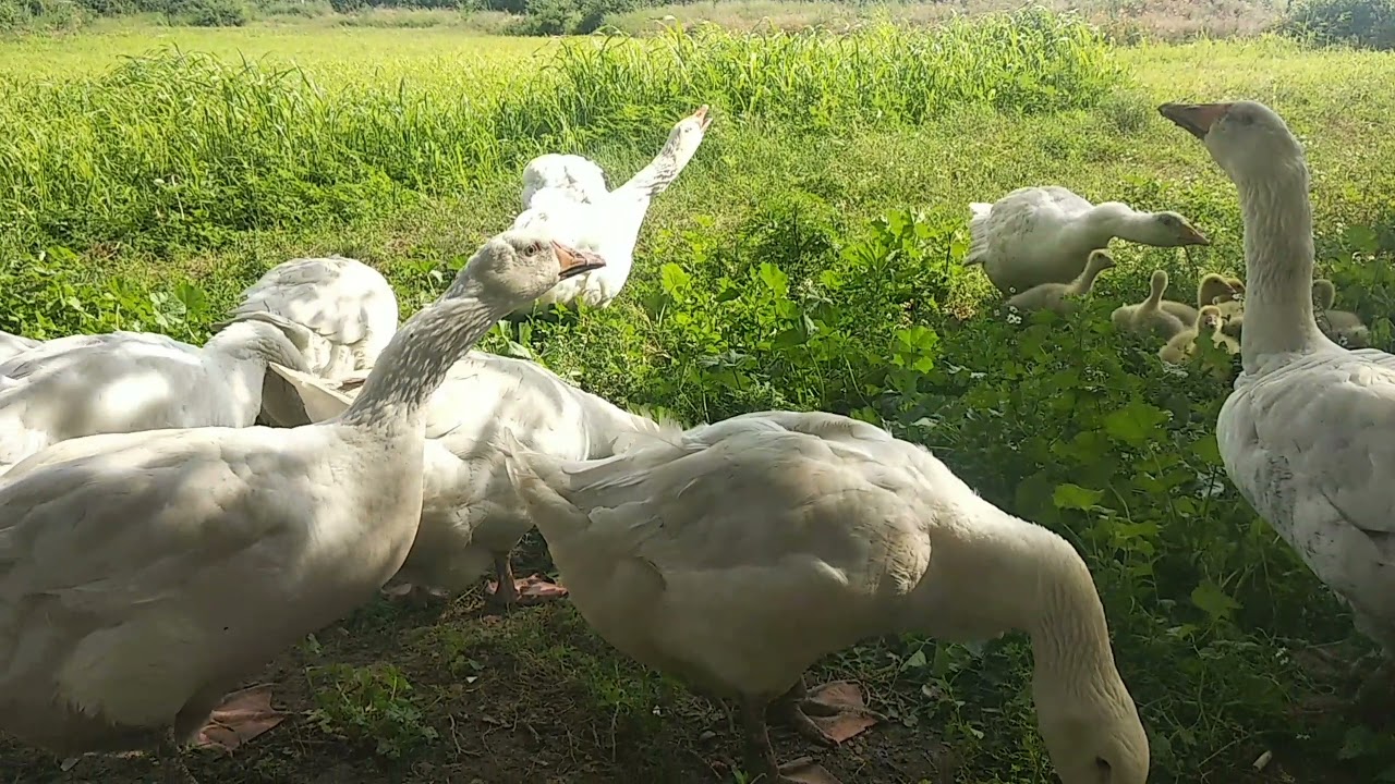 Линяем и кушаем сладости