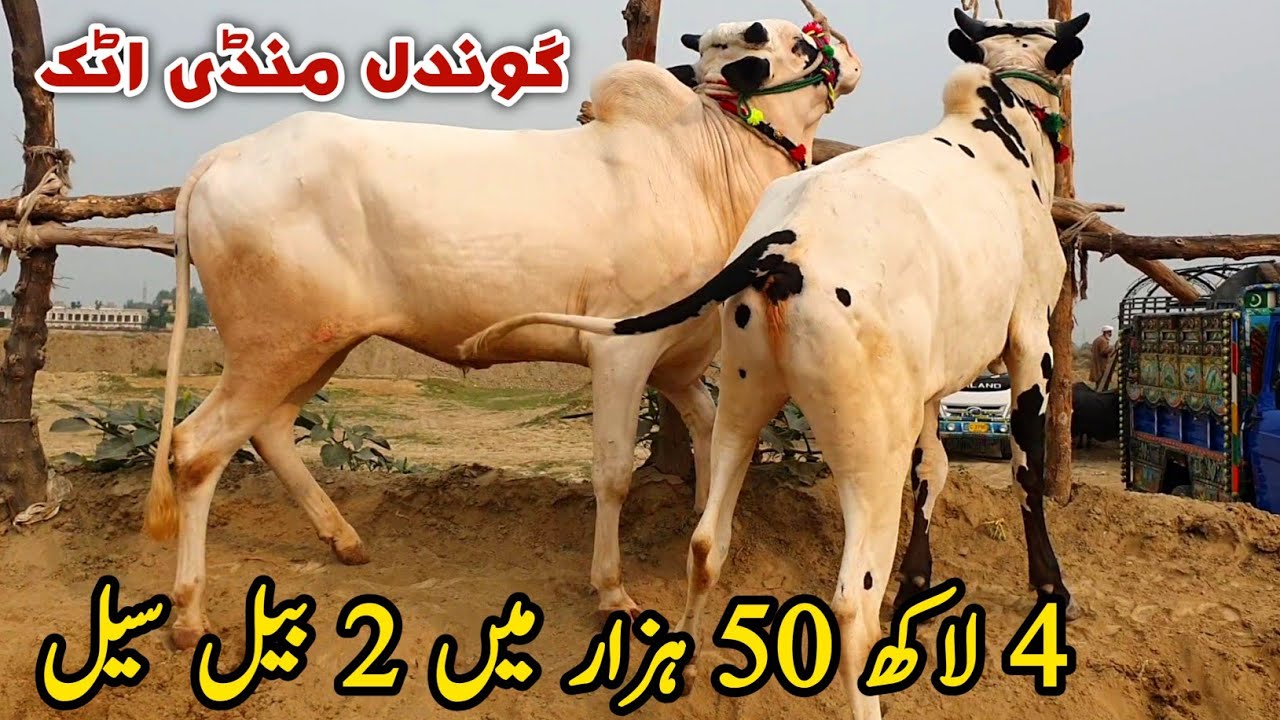 Gondal Mandi Attock Latest Update 28 October 2024