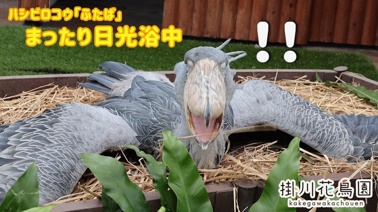 ハシビロコウ「ふたば」まったり日光浴【掛川花鳥園公式】