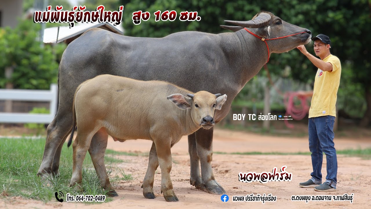 ชมแม่พันธุ์ยักษ์ใหญ่สูง 160 เซนติเมตร ของนวพลฟาร์ม พร้อมเปิดแบ่งควายดีราคาเบาๆหลายตัว