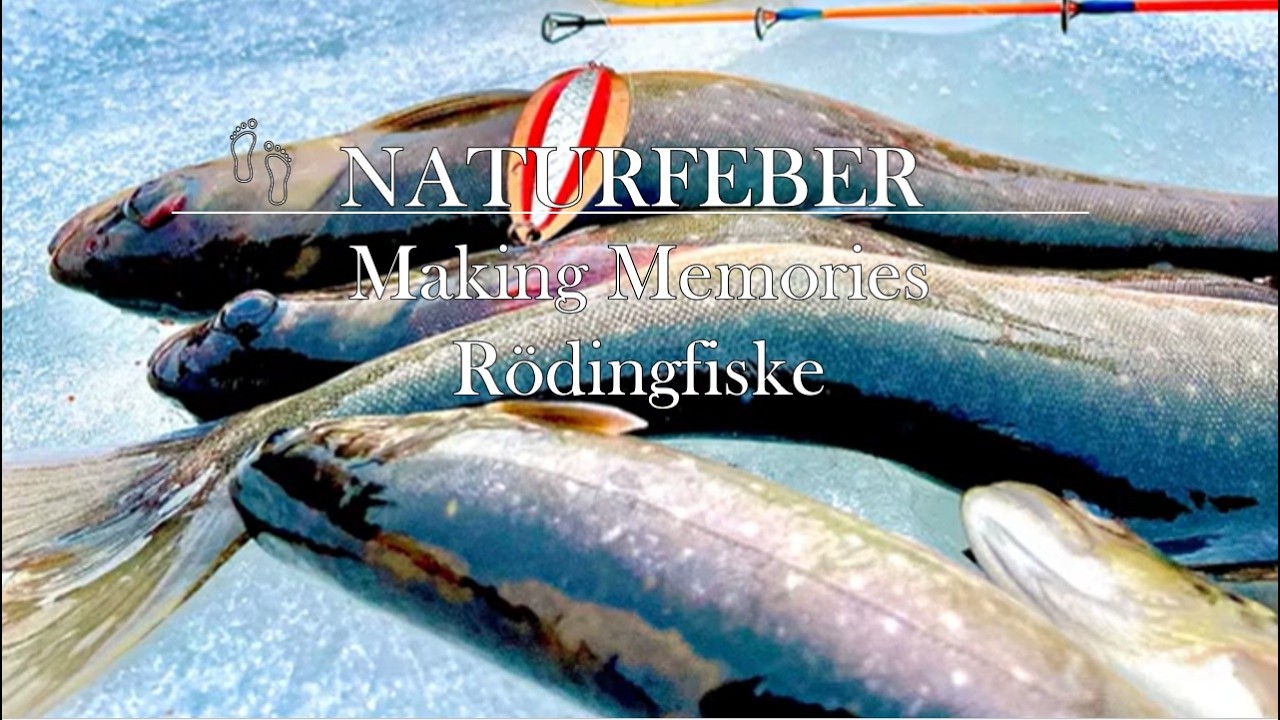 Making Memories 2026 dag 1, Rödingfiske 2026. 2 dygn med galet fiske. Icefishing Arctic Char Norway.