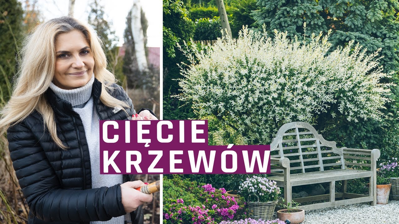 Cięcie krzewów na wiosnę - wierzba hakuro nishiki, tawuła japońska i dereń biały.