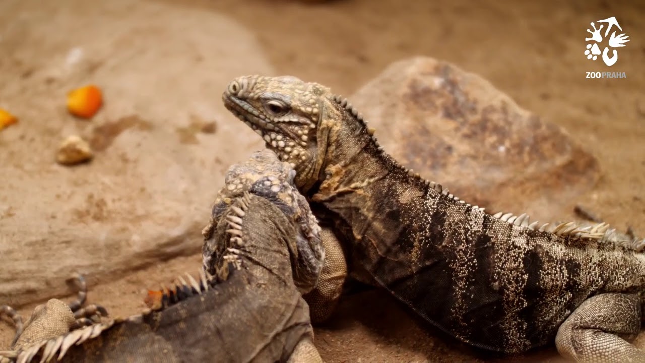Leguáni kubánští dostali exotickou pochoutku
