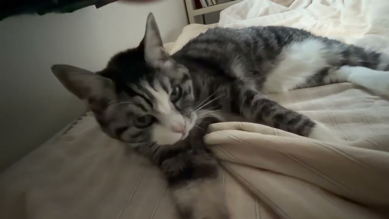 [모닝콜 하루 2편] #고양이일상 #고양이 #cat #고등어냥 #집사 #솜방망이 #냥펀치 #냥냥펀치 #집사의일상 #미묘 #반려묘 #뚱냥이 #잠자는고양이 #고양이뱃살 #모닝콜 #아침