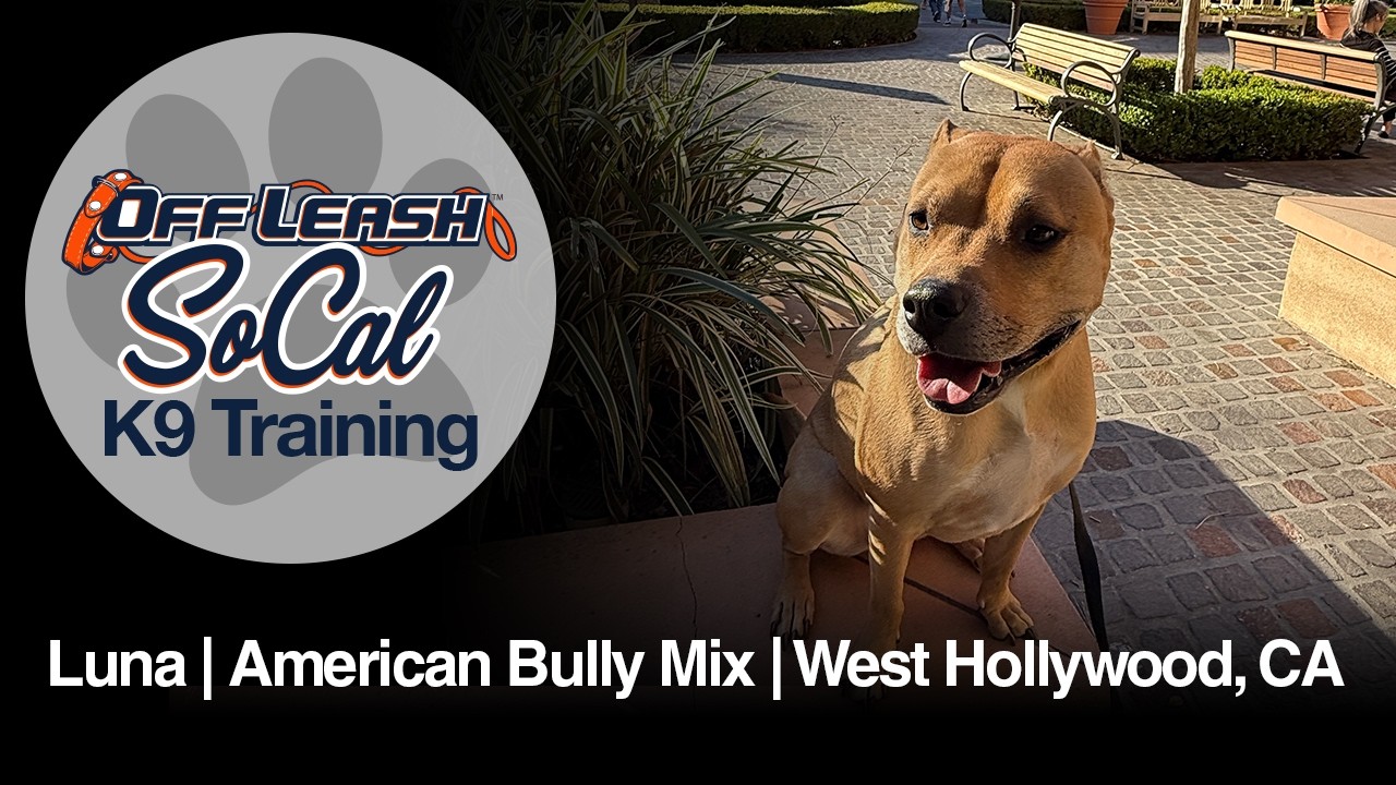 American Bully Mix Dog Training | Luna | West Hollywood, CA