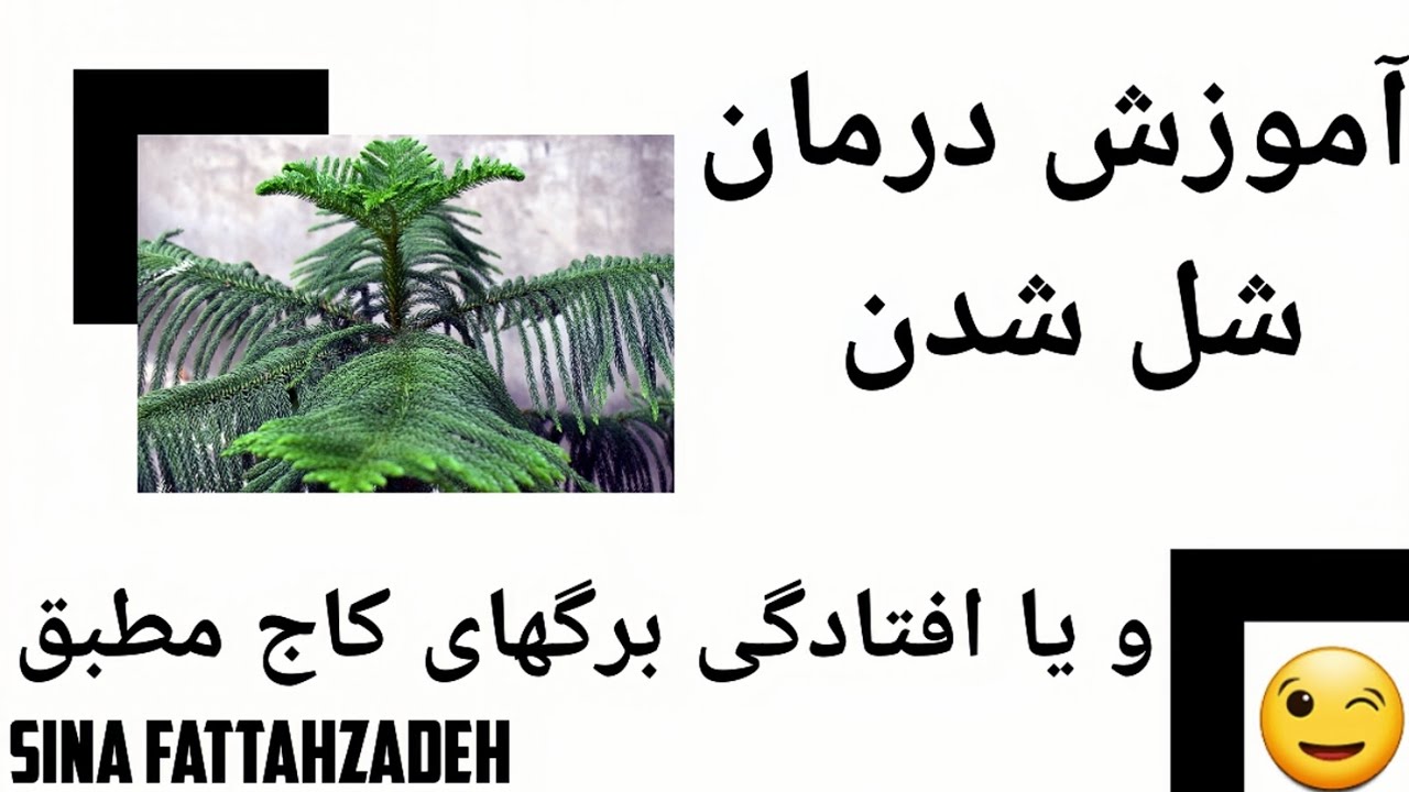 درمان شل شدن برگ کاج مطبق | علت افتادگی برگهای کاج مطبق | علت شل شدن برگ کاج مطبق