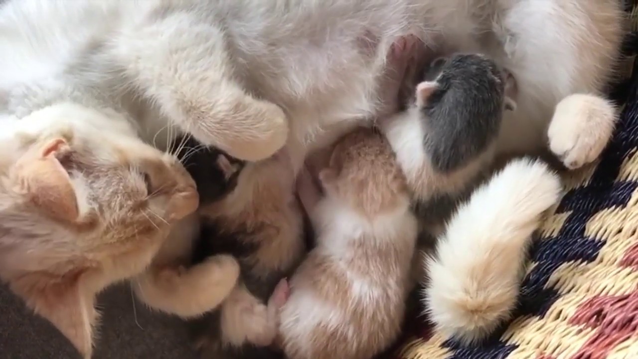 Rescued cat so happy to be in foster home with her little family