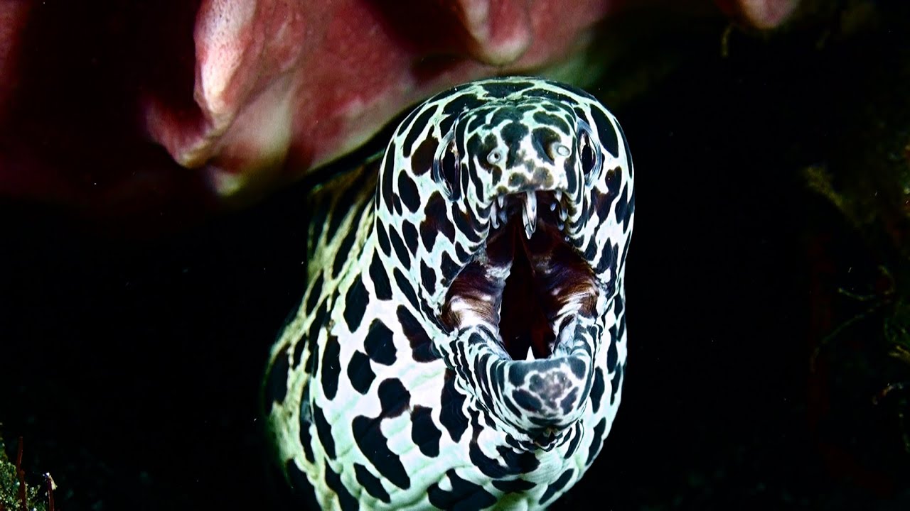 Bali Critter Dive I  Tulamben, Matahari House Reef / Sidem Macro Point, Batu Bela, Batu Ringit