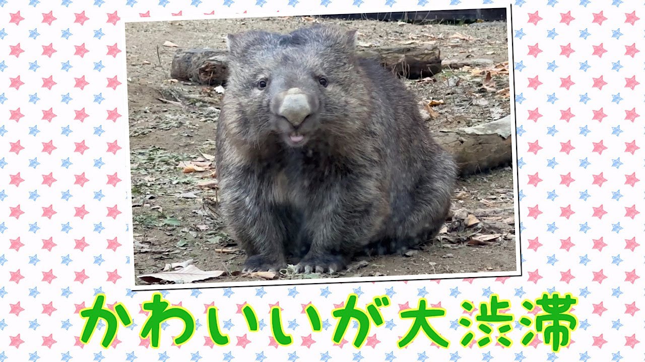 【wombat】かわいいが大渋滞☆(Too cute)