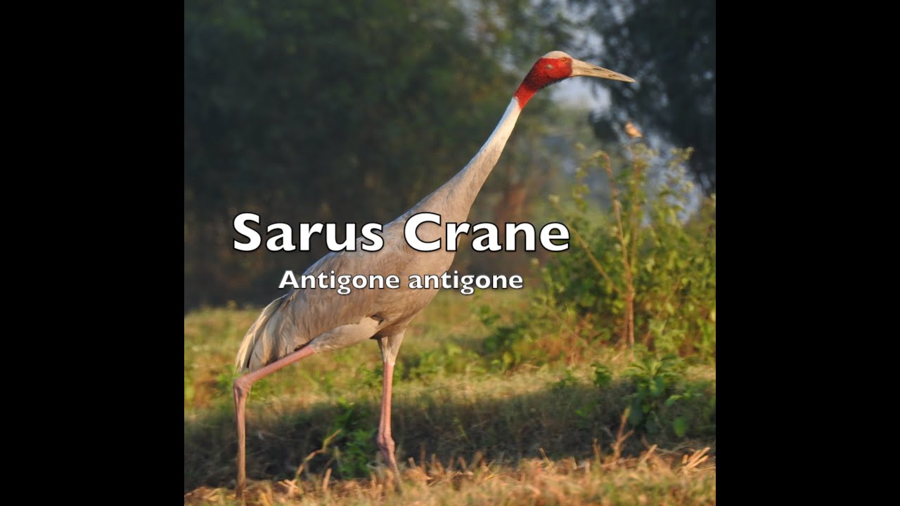 Sarus Crane (Habitat, breeding, Nesting & Courtship Display)