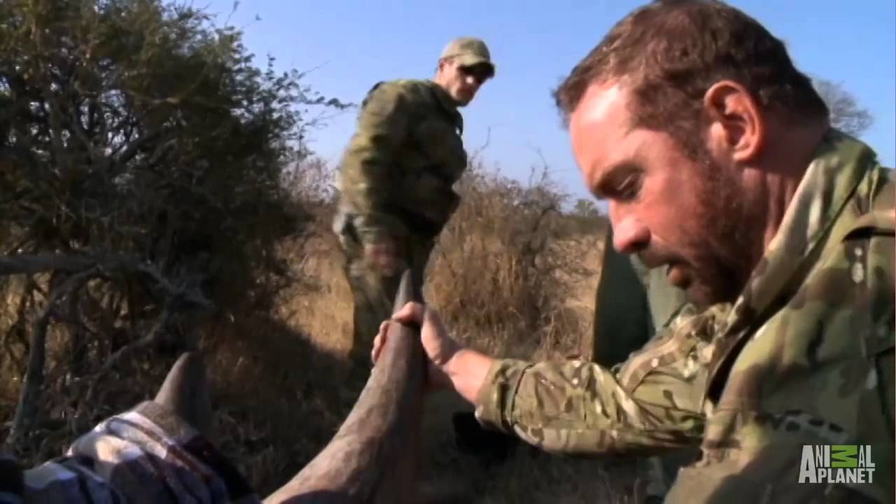 Chipping a Rhino | Battleground: Rhino Wars