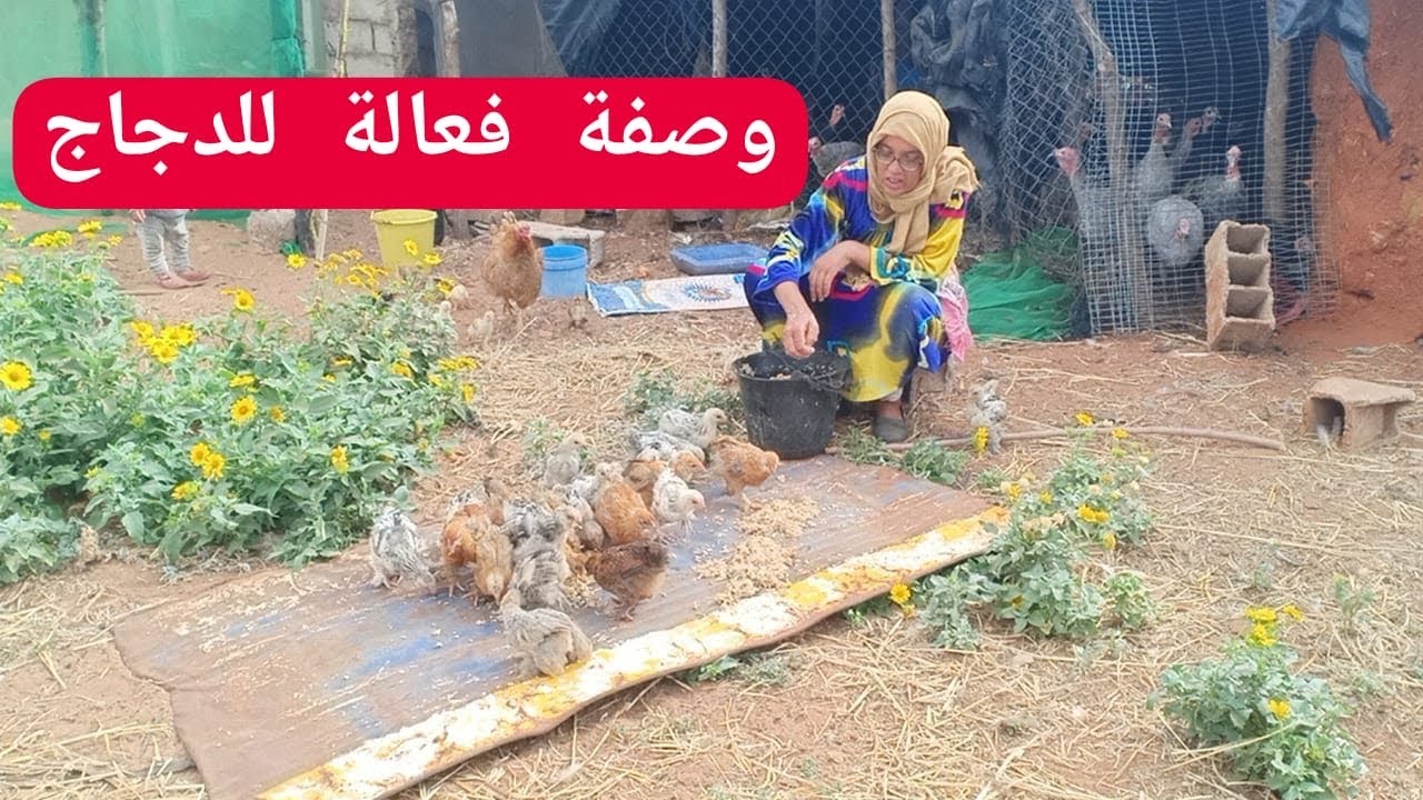داوي دجاجك قبل مايمرض بهاد الوصفة لصاوبات سميرة 🦚🦃🐓🐣