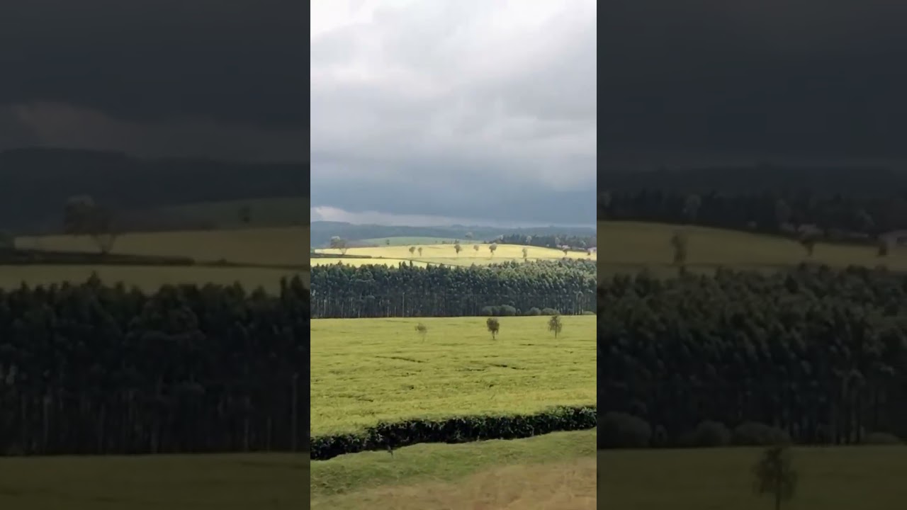 wow😱, Kericho the green city🇰🇪 #travelvlog #shorts #shortvideo