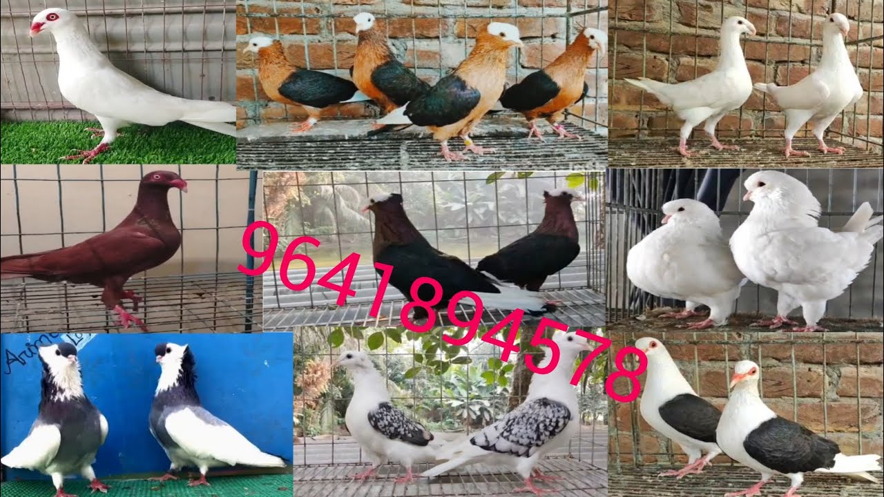 #fancy pigeon selling video in Indian #White topp archangel #velvet shild#showking #Ayan pigeon fram