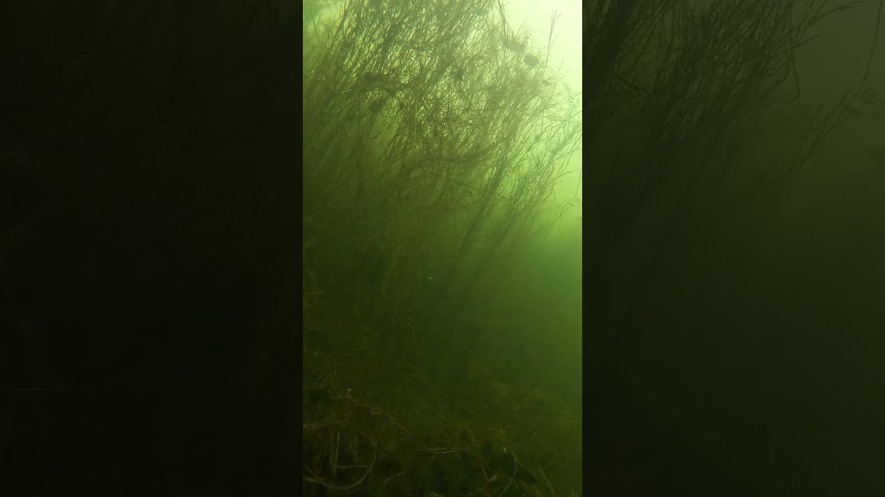 🎣🎣 Winter underwater life: perch under the ice