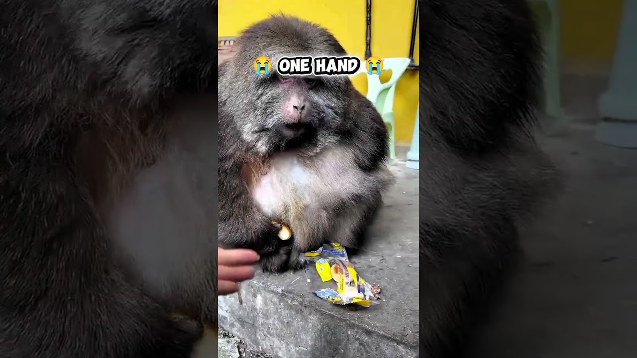 monkey eating the biscuits #nature #monkey #ytshorts #biscuits