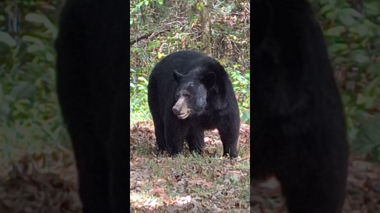WNC Black Bear