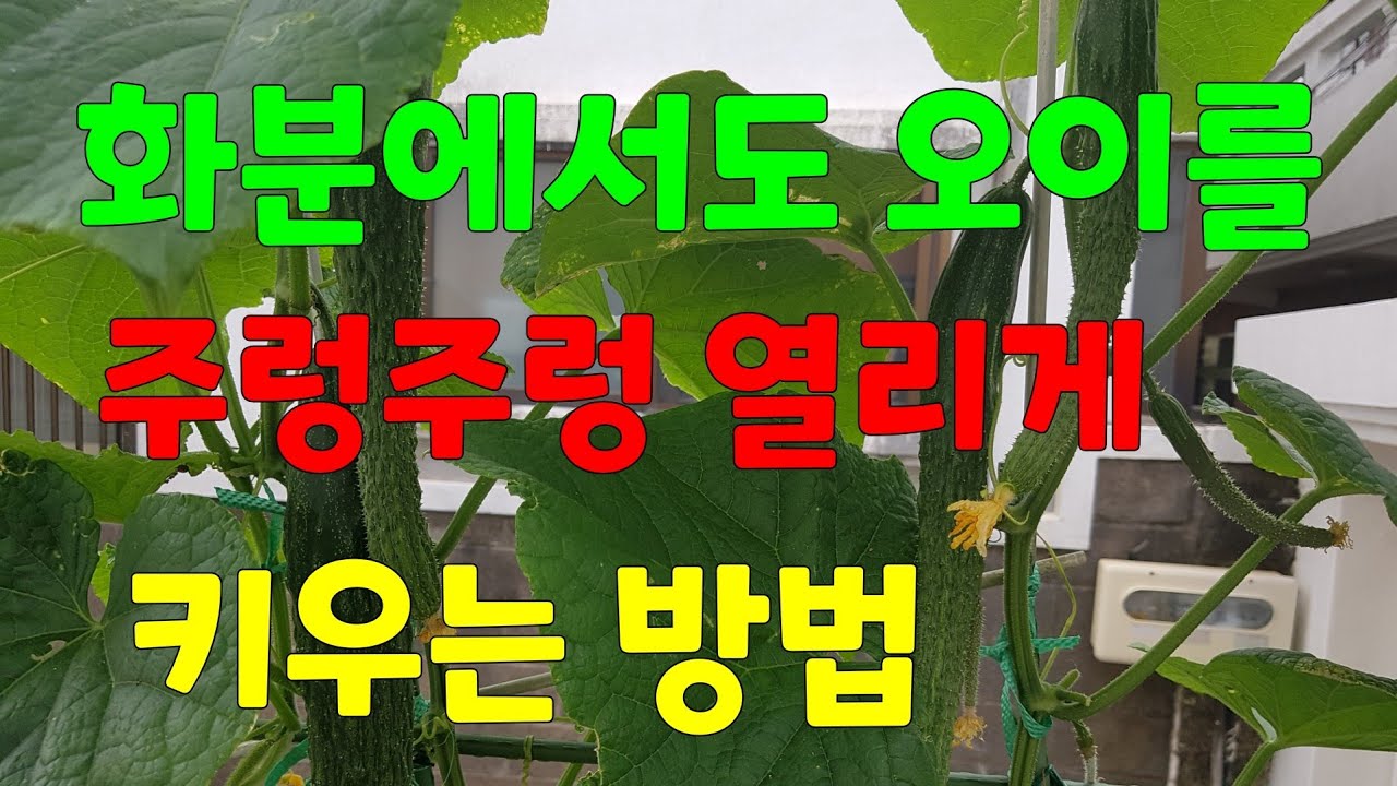 오이를 화분에서도 주렁주렁 열리게         키우는 방법👉유기농오이🥒🥒🥒