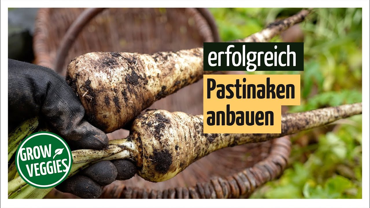 Pastinaken erfolgreich anbauen | Gemüseanbau im Garten @Gartengemüsekiosk
