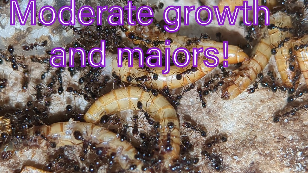 Solenopsis geminata update 2: Moderate growth and majors!