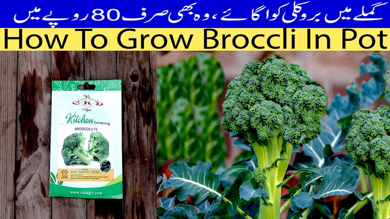 How To Grow Broccoli 🥦 In Pot | Growing Broccoli Just In 80 Rupees
