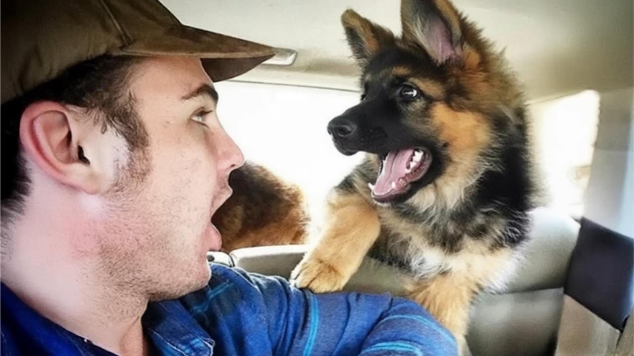 Cuando Tu Perro Siempre Tiene La Última Palabra 😂 Intenta No Reír Con Perros Divertidos