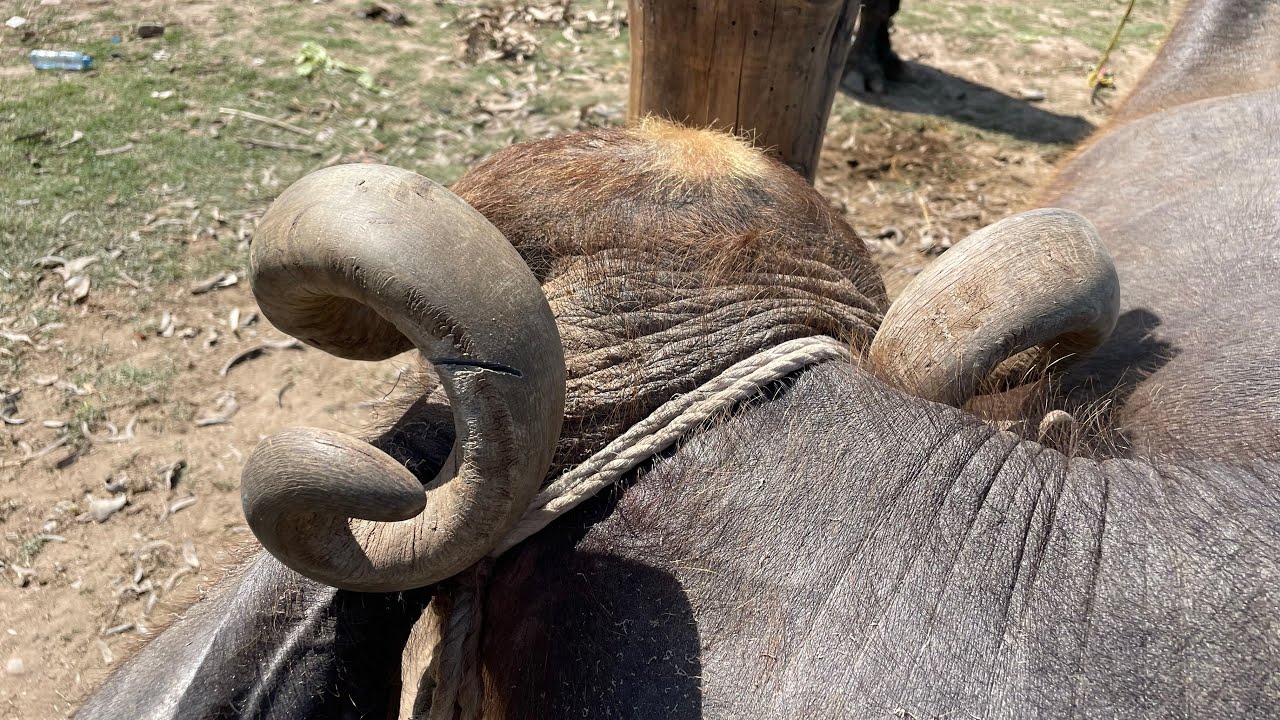 Long horns making the animal uncomfortable… trimming needed.