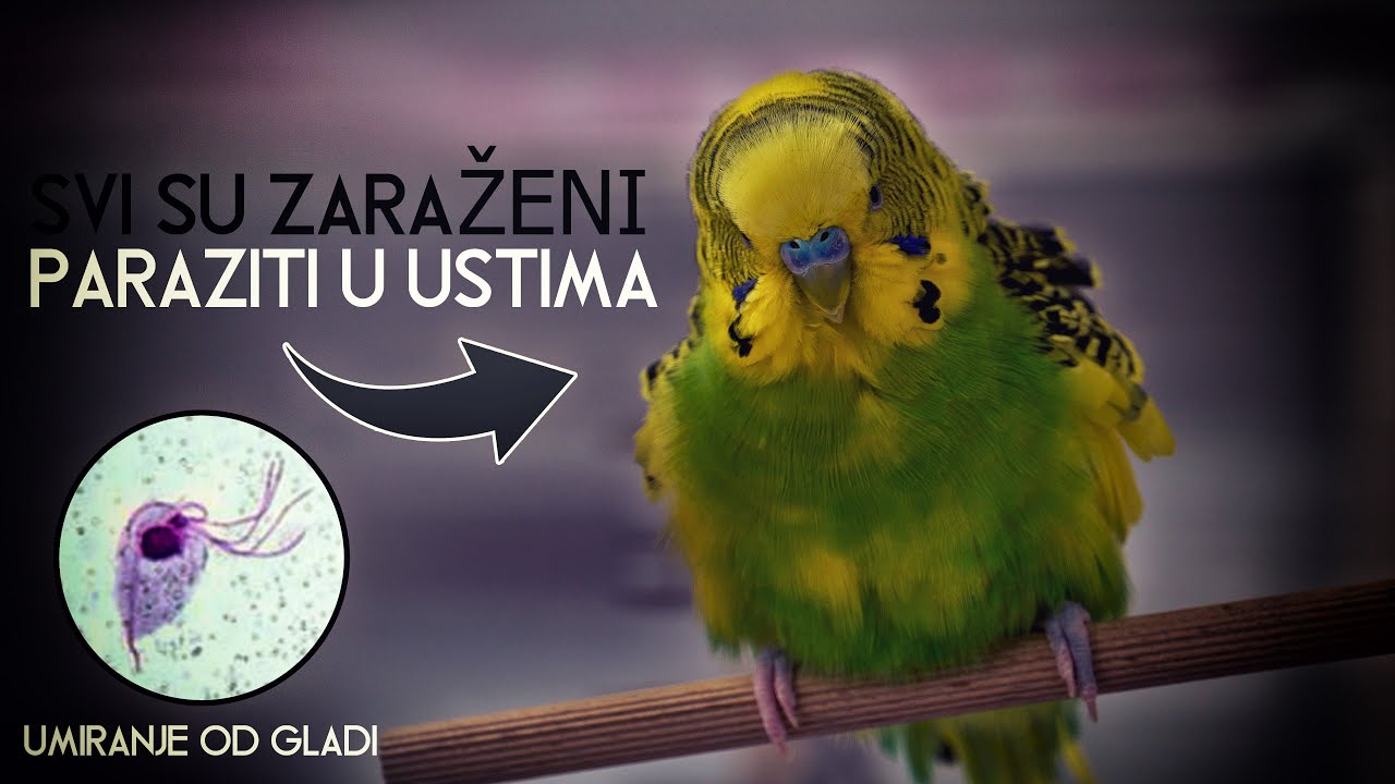 Moje tigrice umiru 😥😪