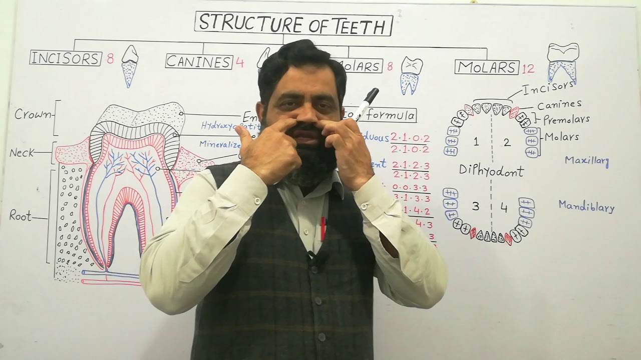 Structure of Teeth Urdu /Hindi medium @prof.masoodfuzail#typesofteeth #dental formula