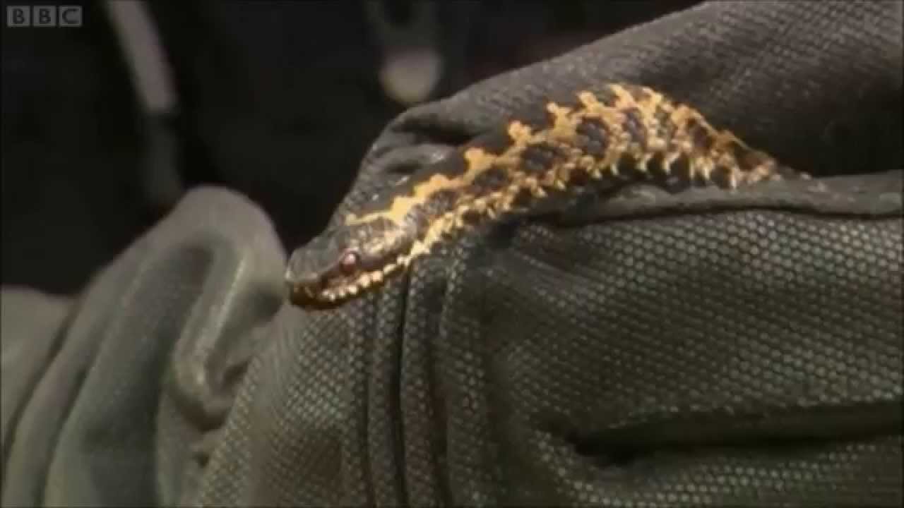 Adders  on Britain's Big Wildlife Revivial (2013)
