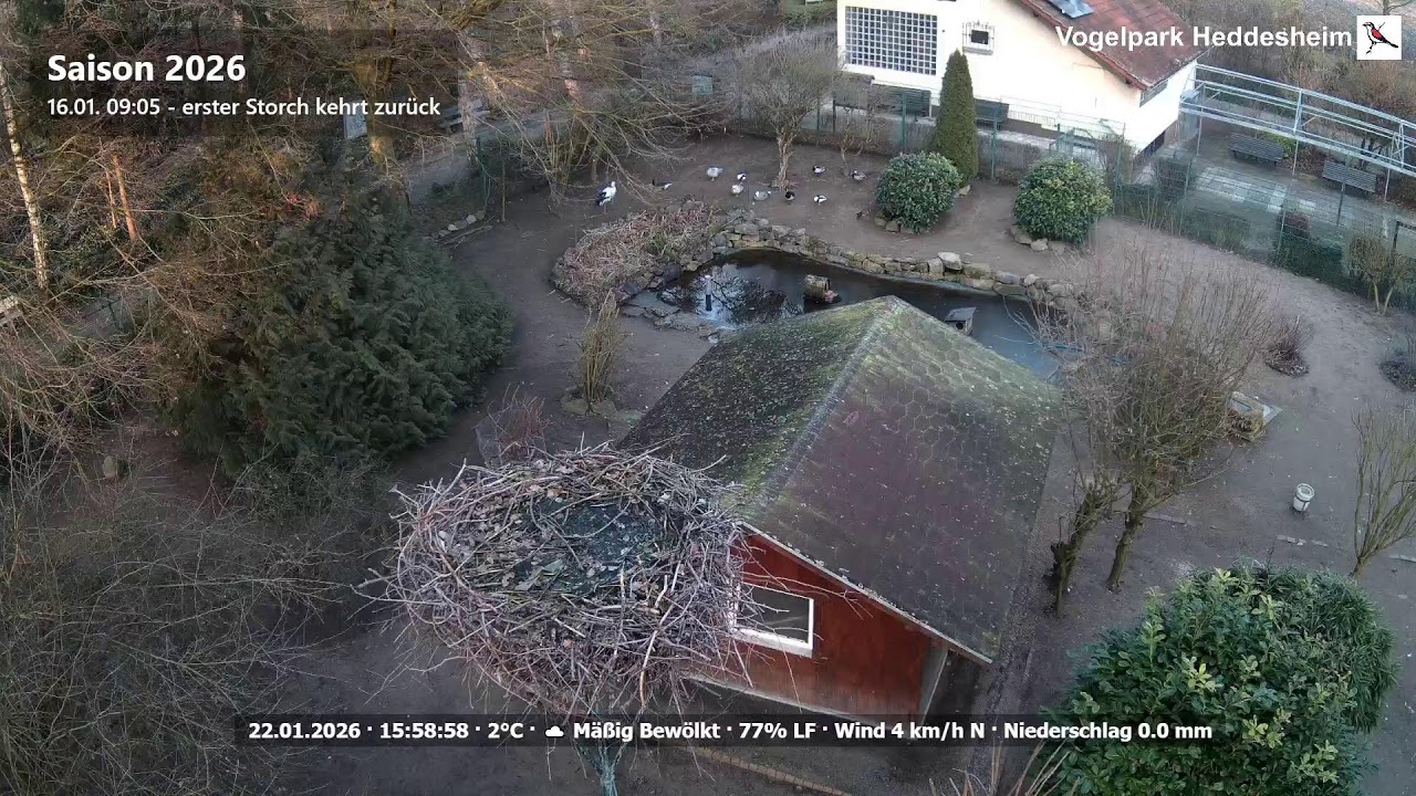 LIVE:  Webcam Vogelpark Heddesheim | Natur ASMR | Day & Night Nature Sounds | Relax • Sleep • Focus