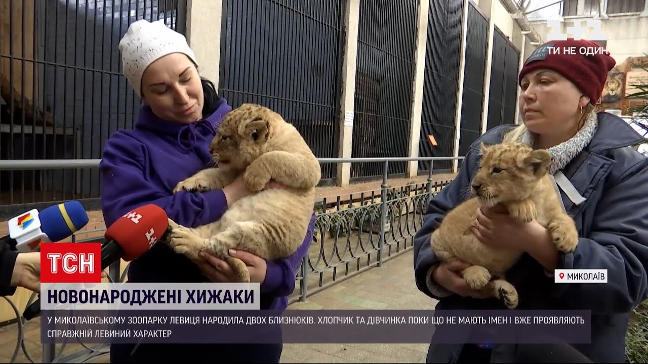 Новости Украины: в Николаевском зоопарке впервые показали пару новорожденных львят