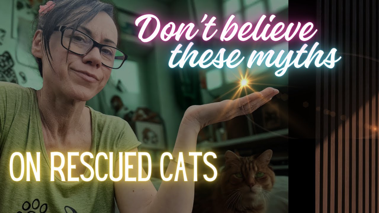 The 5 Myths to Ditch on Getting Your Rescue Cat Adjusted Indoors