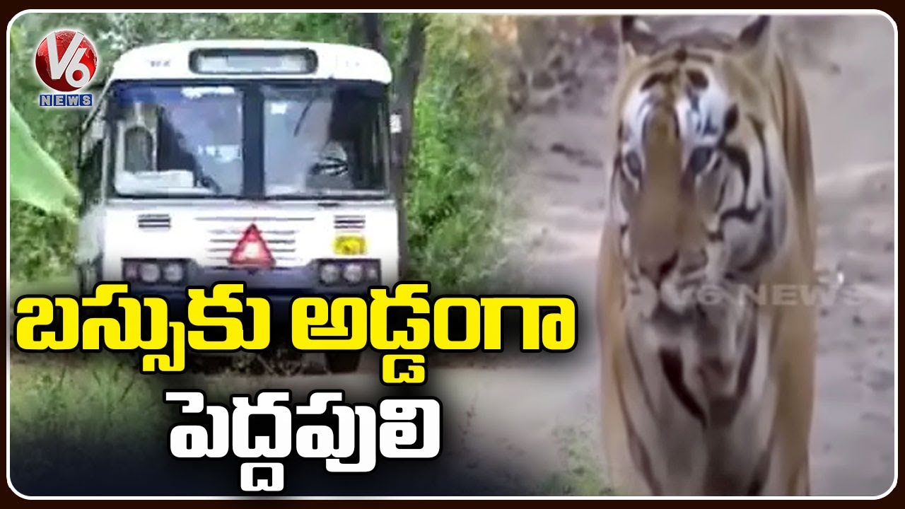 Tiger Moments Triggers Panic In Villagers | Bhupalpally | V6 News