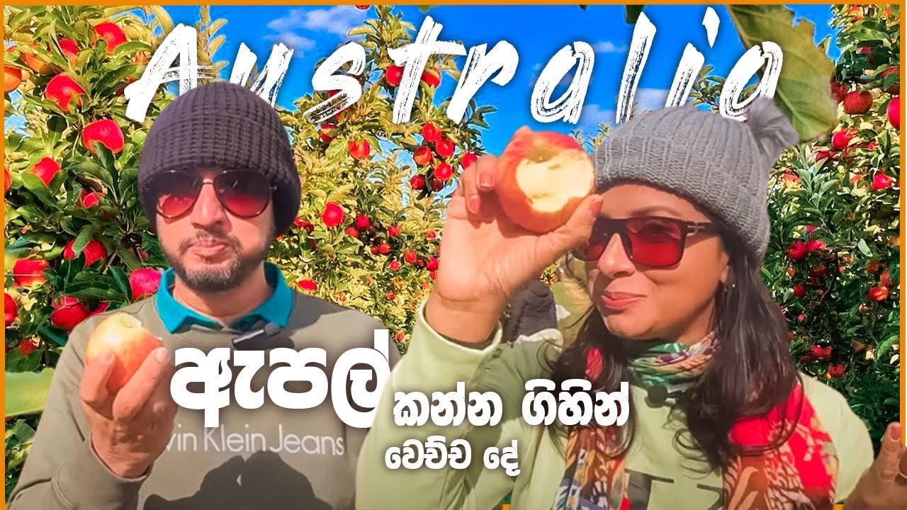 ඇපල් කඩාගෙන කන්න ගිහින් සිද්ද උන දේ