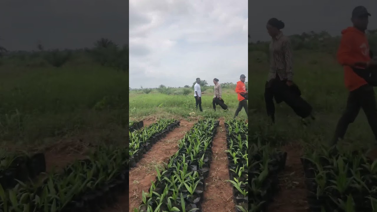 Oil palm seedlings || invest in oil palm Agro real estate