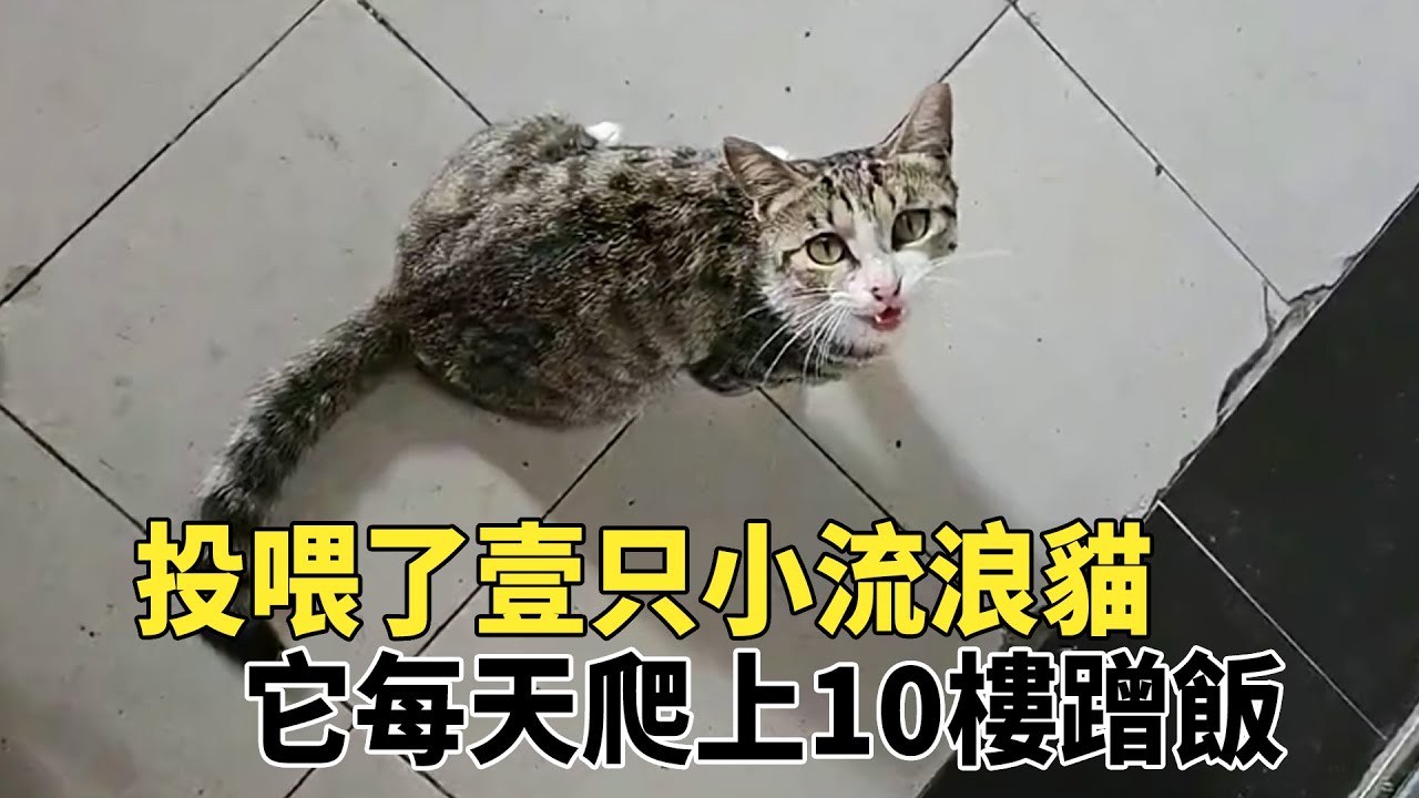 投喂了壹只流浪貓，它爬上10樓討飯，暴打寵物貓還霸占人家的窩