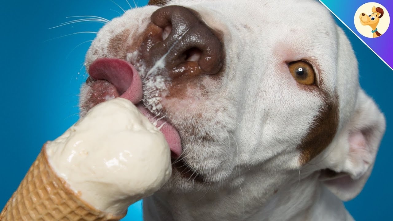 Hunde-Eis selber machen! ( Die BESTEN Rezepte - Schnell & Einfach)