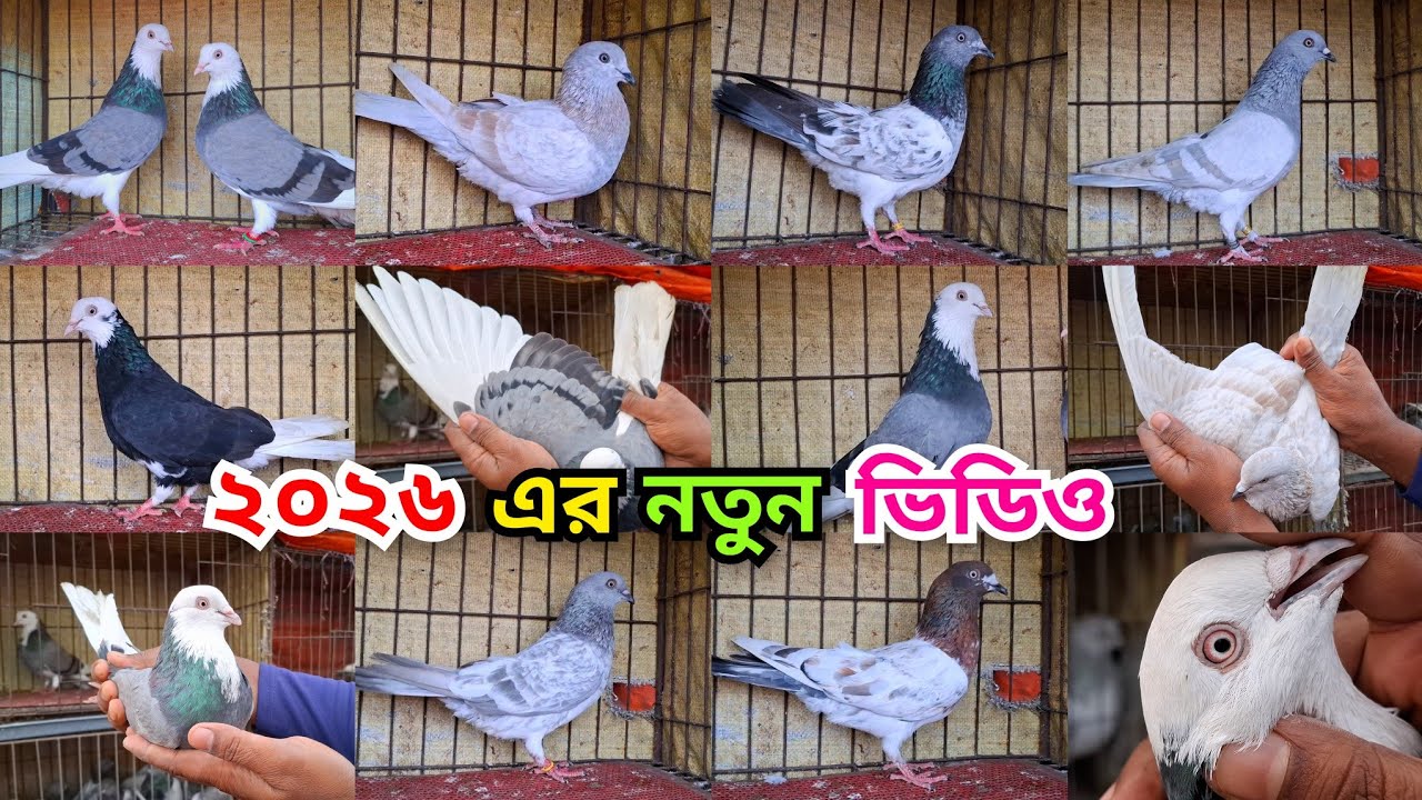 নতুন বছরের নতুন ভিডিও। ধামাকা কালেকশন।  কালারিং ও ছাড়াছাড়ি করা কবুতর। 