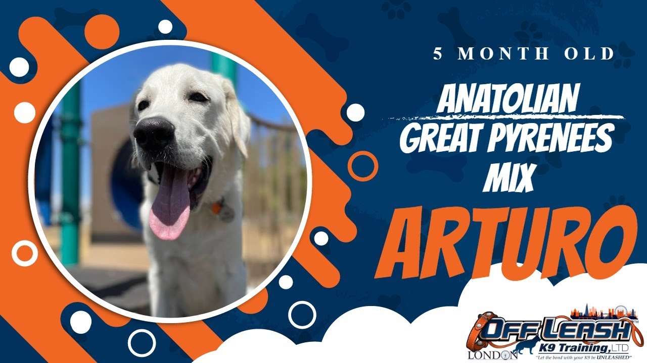 Best Anatolian Great Pyrenees mix  Dog Training | Morgan Hill | Arturo