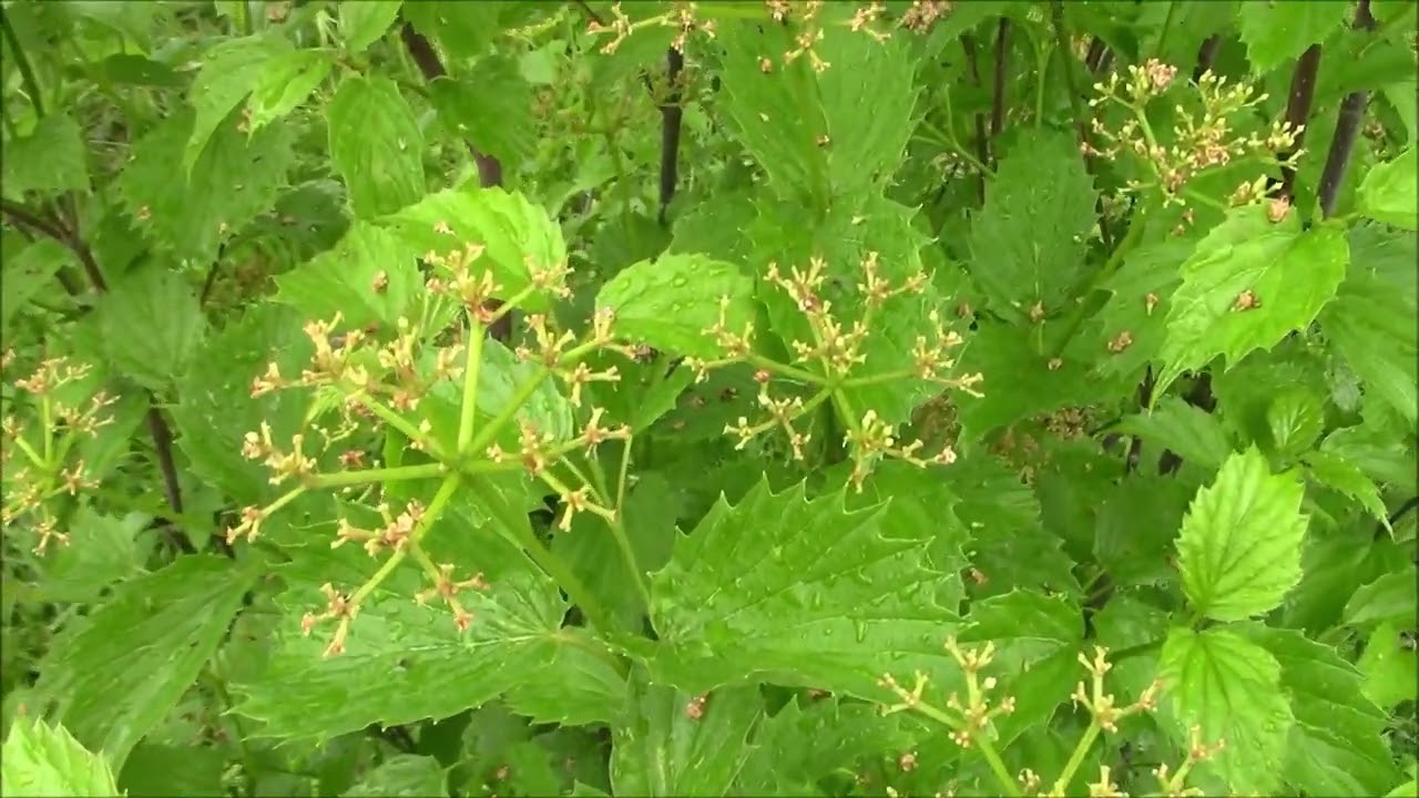 Thriving Plant Tuesday - Arrowwood Viburnum - 6/7/22