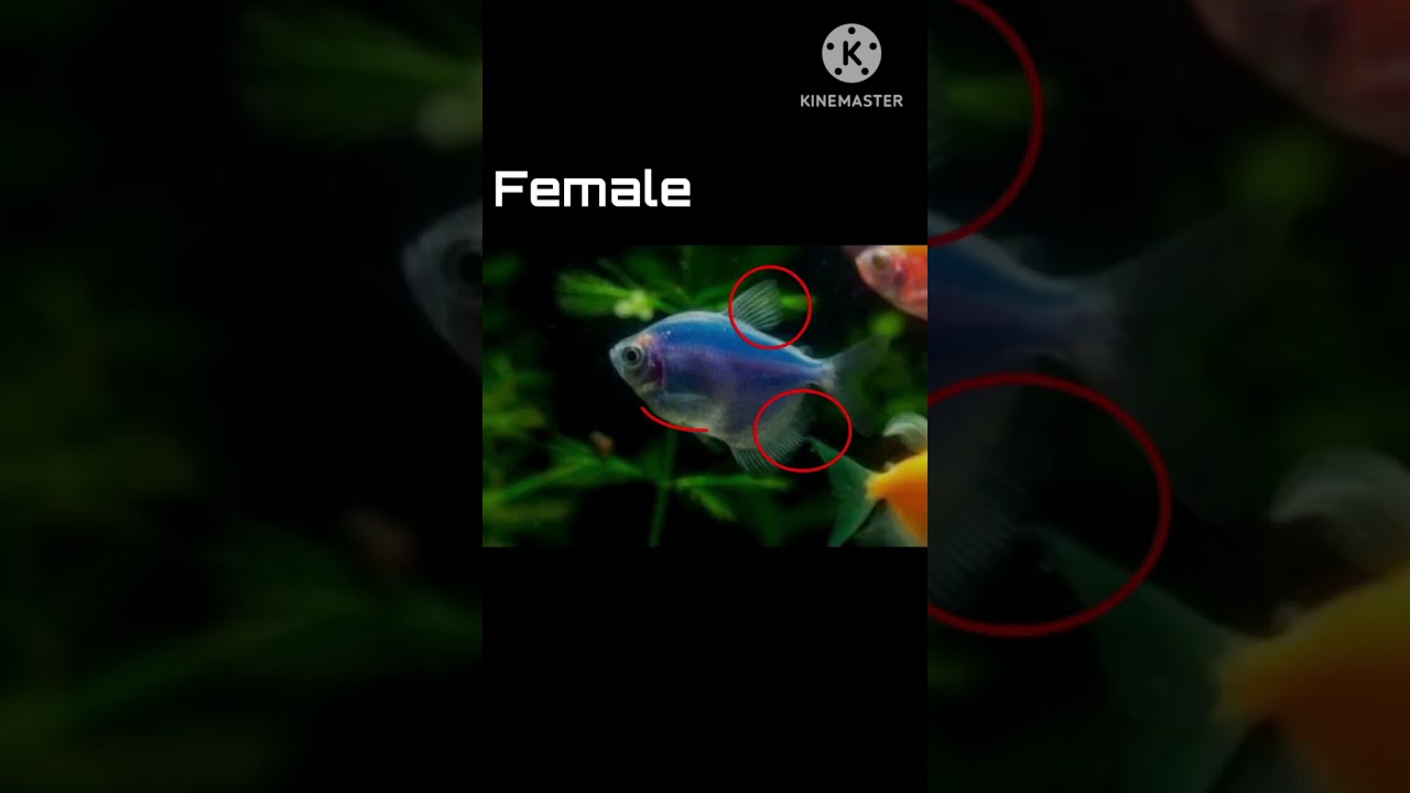 Tetra male female identification