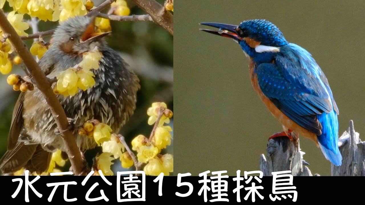 2月5日 今日はカワセミが主役の水元公園探鳥