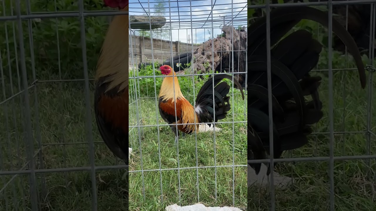 Pumpkin Hatch. #backyardbreeding #roosterfarm #gamefarm #rooster #gamefowlnation #chicken #sabongero