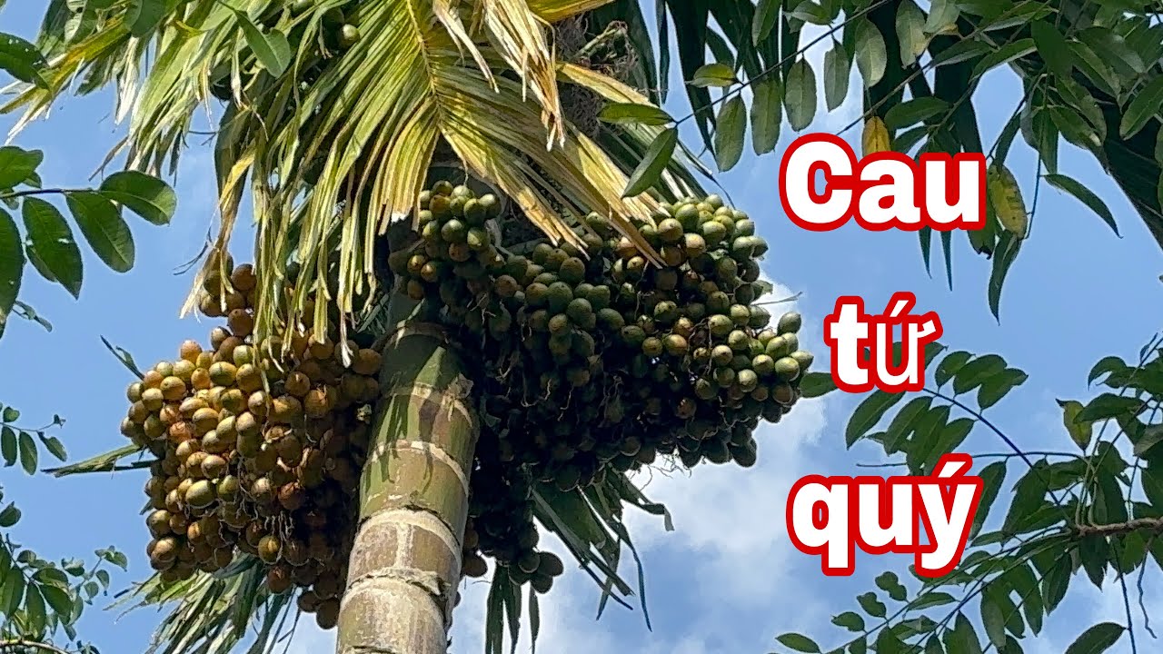 Báo giá cau giống xuất khẩu. 